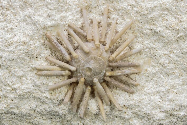 Cretaceous Fossil Urchin (Salenia) - Missour, Morocco #239998